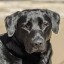 RubyGems profile picture for @darth