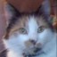 RubyGems profile picture for @darren