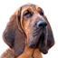 RubyGems profile picture for @melon