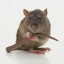 RubyGems profile picture for @ric