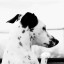 RubyGems profile picture for @kingston